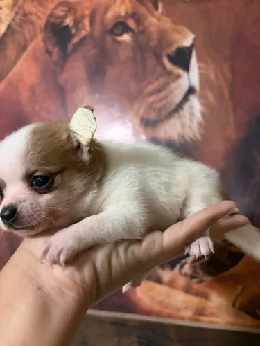 Chihuahua 