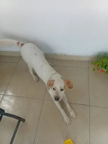 Pra adoção responsável 