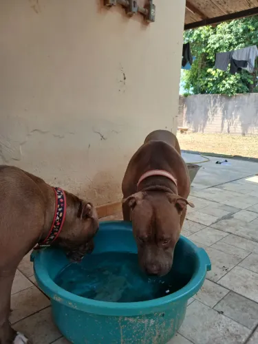 Filhotes de pitbul tem três machos e uma fêmea tem pedigre os pais sao vacinados