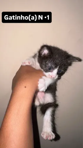 Gatinho(a)s para adoção 