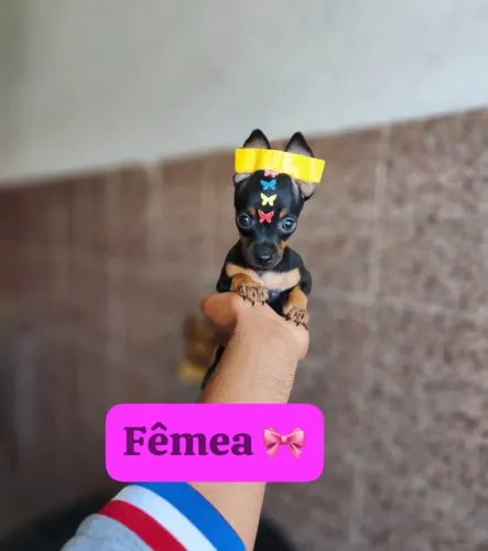 Filhote de Pinscher - Companheiro Ideal para a Família