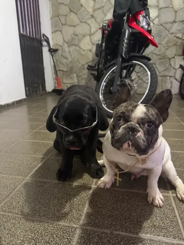 Bulldog francês pra namorar