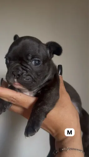 Bulldog tigrado macho