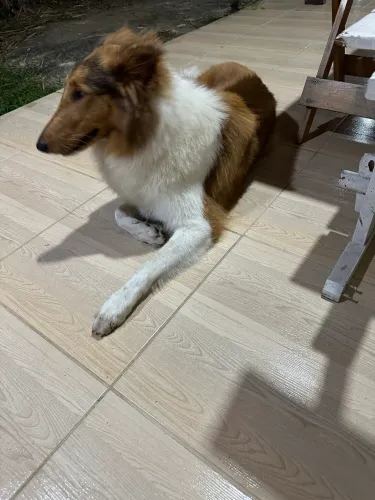 Vendo Collie Fêmea, c/todas as vacinas, vermifugada, c/ tonel de ração e acessórios 1200k