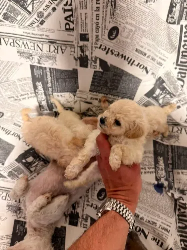Vendo filhote Poodle toy
