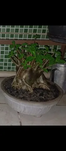 Rosa do deserto Black kalamae