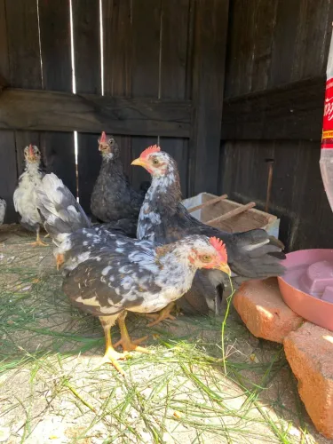 Franguinhos de Garnizé