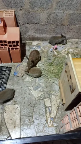 Coelhos