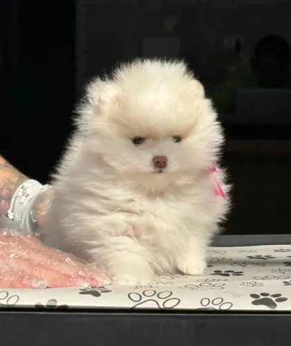 Filhotes de Spitz Alemão Anão
