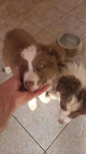 Border collie 