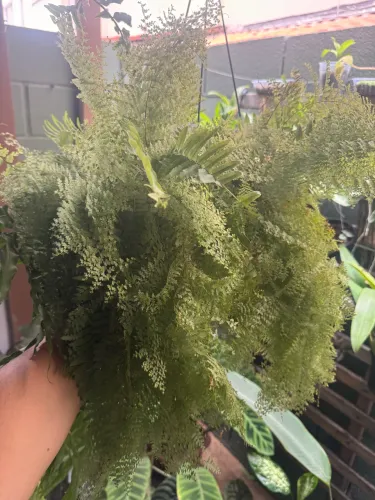 Samambaia cabelo de anjo