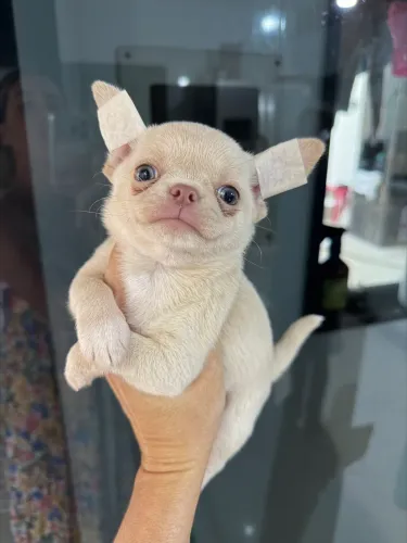 Chihuahua Pequeno príncipe do tamanho de um Botão