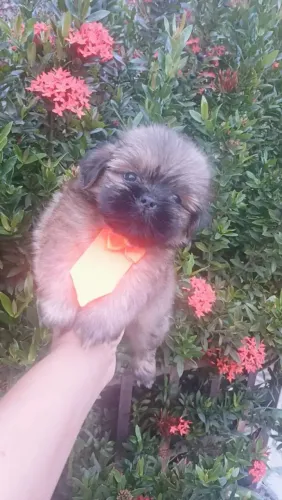 VENDO LINDO MACHO SHIH TZU FILHOTE
