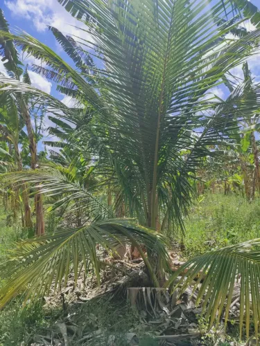 arrendo uma propriedade de coqueiros próximo a são José de Mipibu