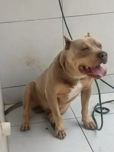 Pitmonster ibc com pedigree motivo pq tenho um casal ele n se deu com os outros