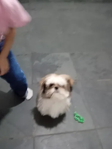 Vendo filhote de cachorro shtsu