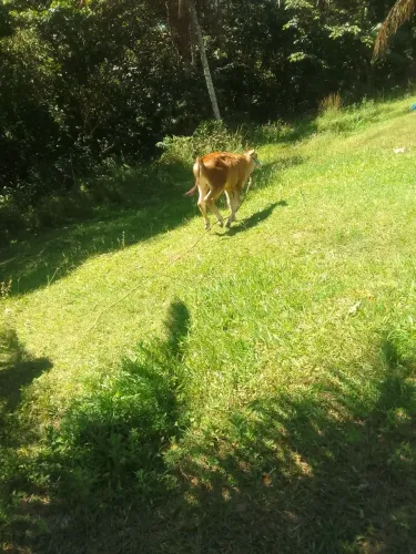 Vacas Jersey a vendas