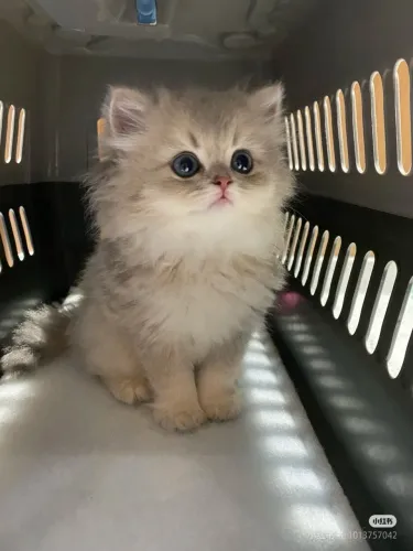 Gato persa filhote