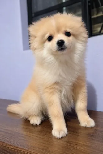 Spitz Alemão Macho