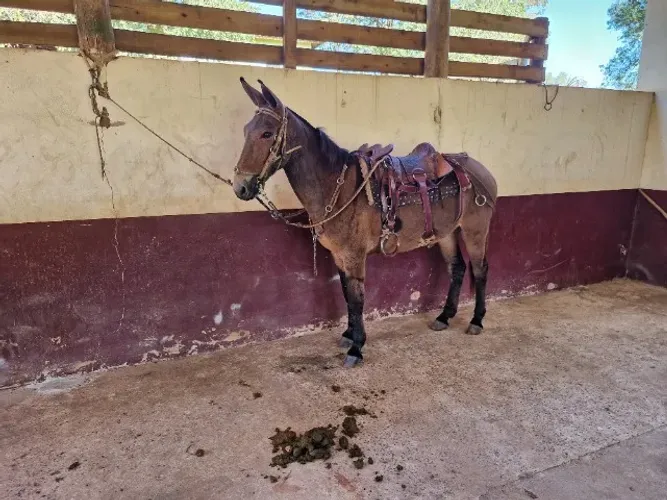 Burro 