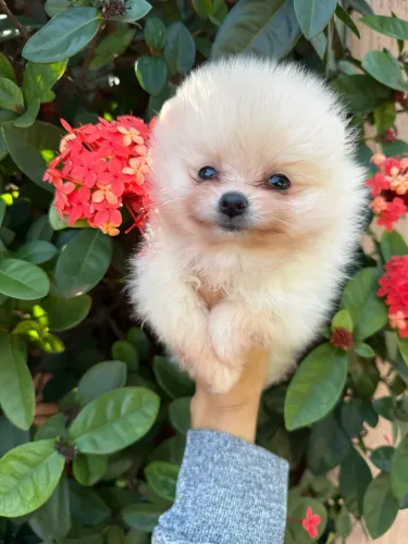 Spitz alemão