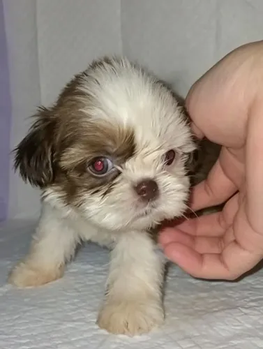 Shih Tzu