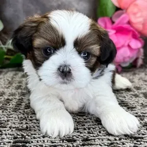 Shih tzu | Com pelagem incrível 