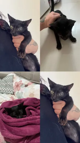 Gatinha preta doação consciente 