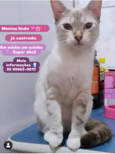 Gata castra pra adoção