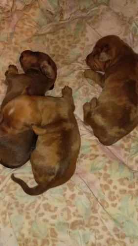 Lindos filhotes de basset arlequim 