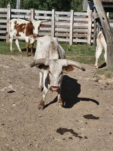 Vaca Franqueira