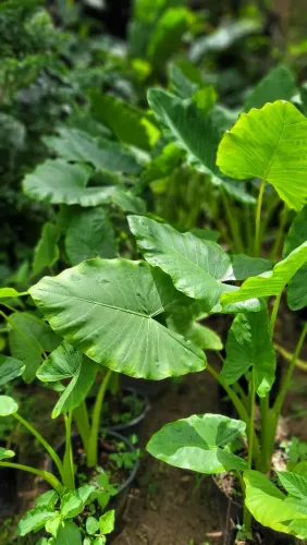 Mudas de Plantas, Folhagens, Plantas ornamentais, viveiro de Plantas, Alocasia