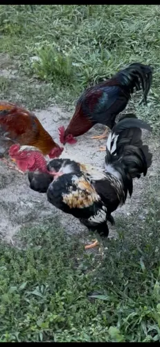 Galos garnizé e caipira