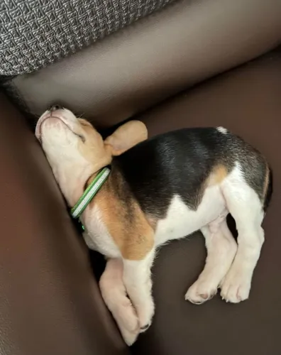 Beagle Pet disponível para novos lares e amores