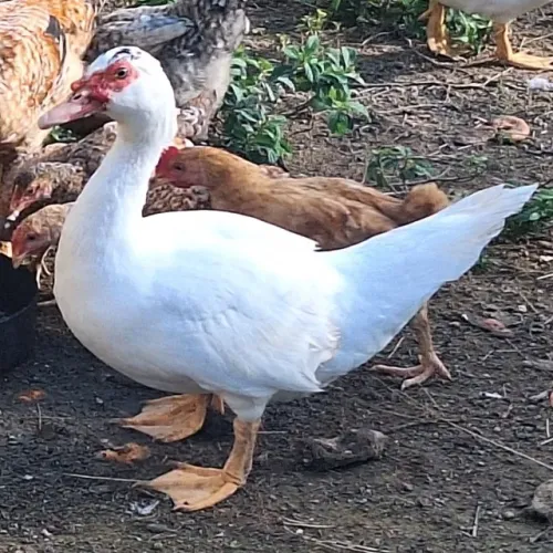 Vendo pato macho novo conhecido como calabreso kkkkk