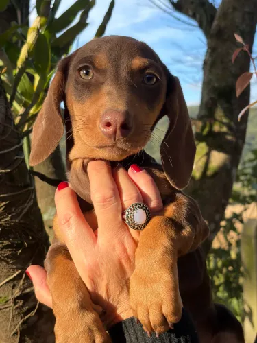 Filhotes de Daschund Machos