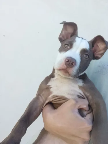 Cachorro American Bully