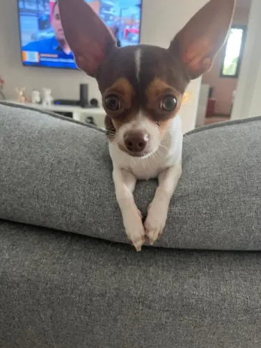 Vende-se Chihuahua macho 