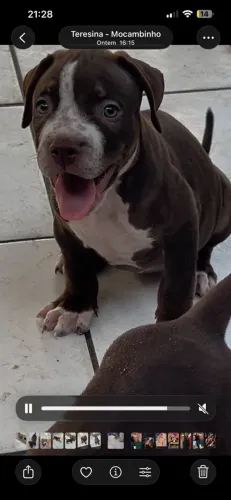 Pitmonster