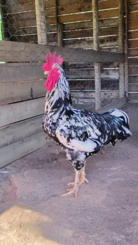 Ovos de galinha sertanejo balão ou pintinhos por encomenda