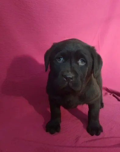 Labrador Retriever,Labrador Retriever Filhote Vacinado e Vermifugado