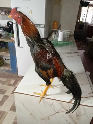 Frango índio tostado