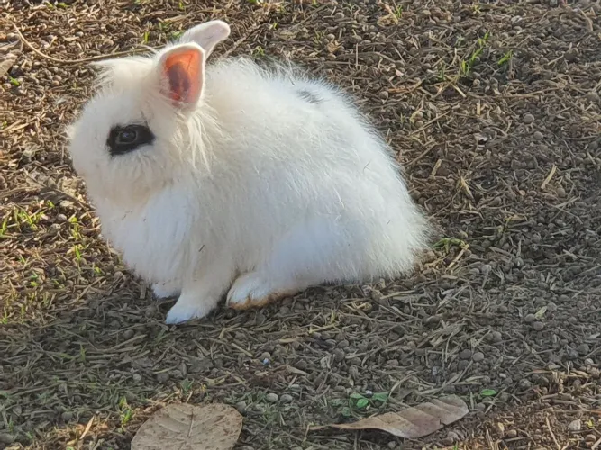 Coelhos e Coelhas