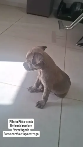 Filhotes pitbull fêmea