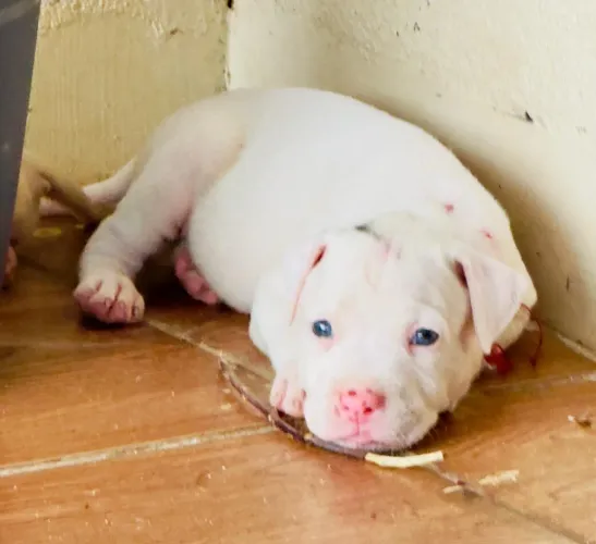 Vende-se pit Bull