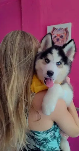 Filhote Husky Siberiano *Última Fêmea Disponível* - Preto/Branco e Olhos Azuis