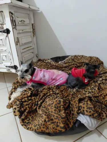 SCHNAUZZER fêmea para venda