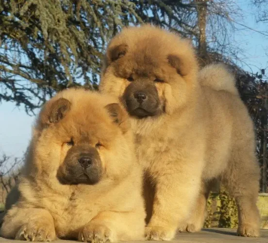 Chow chow disponivel