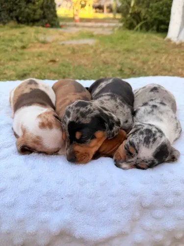DACHSHUND (SALSICHA) ARLEQUIM MACHO C KIT BOAS VINDAS