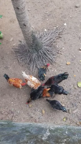 7 galinha ? pra vender 250 tudo 